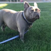 Boulevard Dog Leash in Preppy Prints