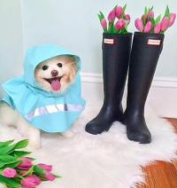 Doggie Rain Jacket