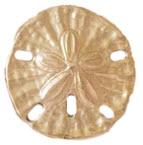 Sand Dollar